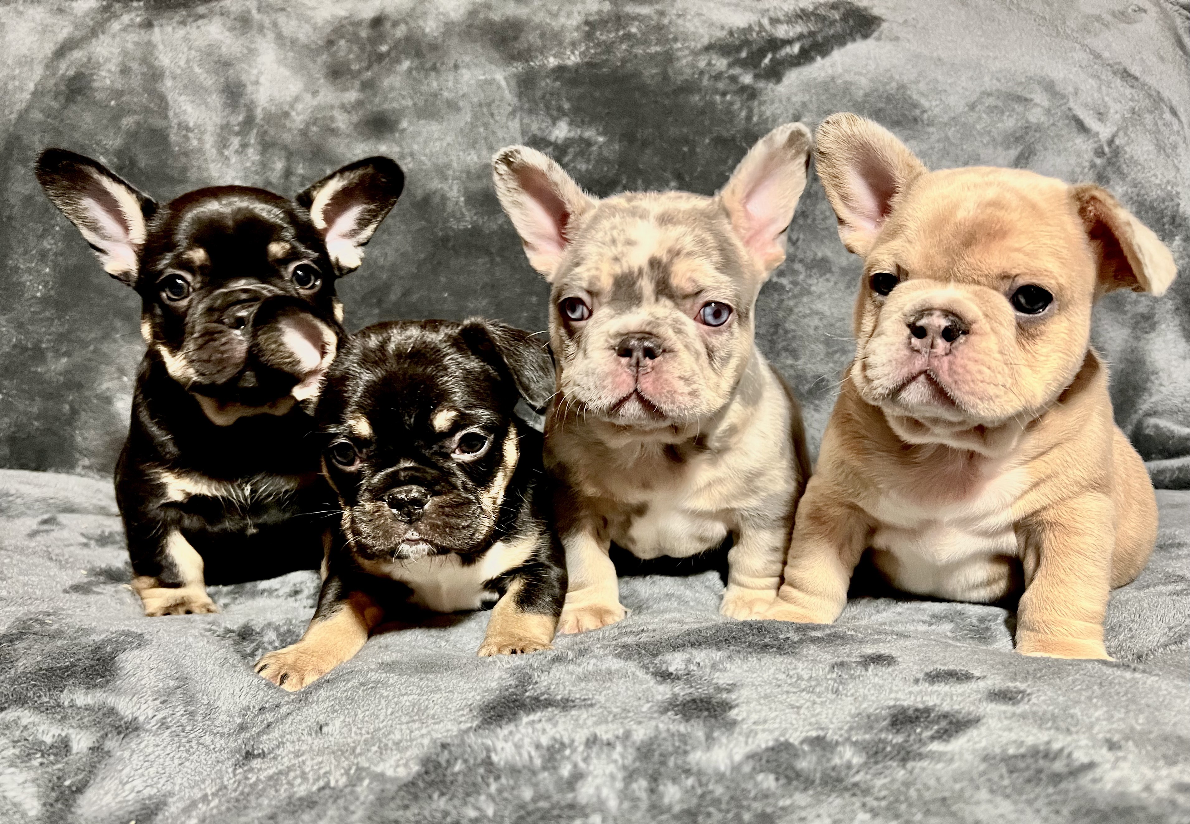 Fluffy Carrier Litter