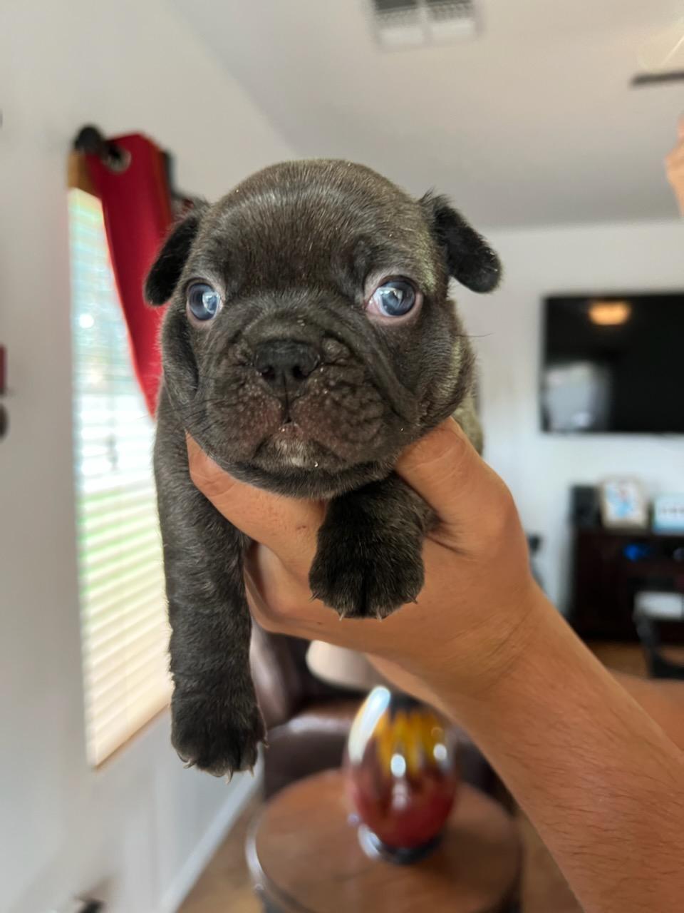 Puppy